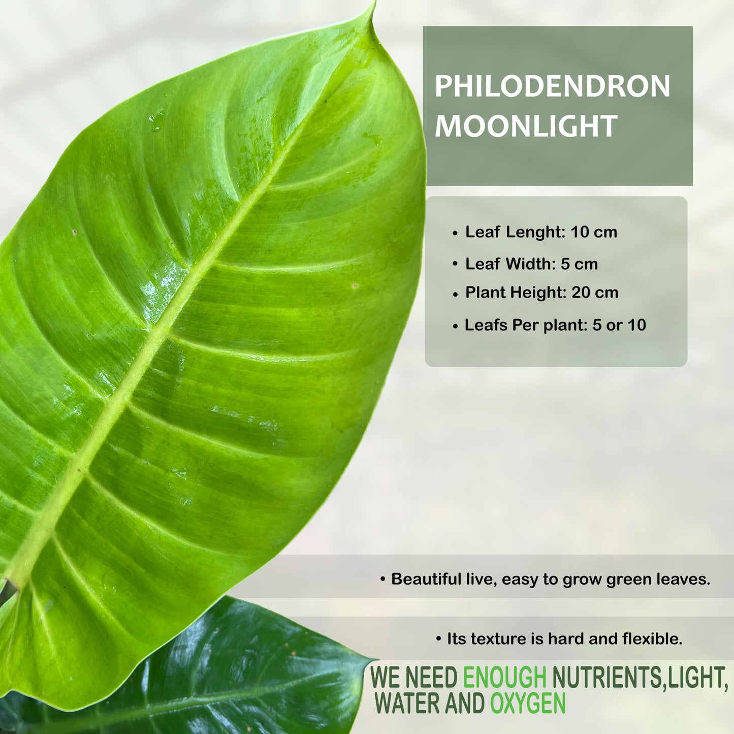 LEAL PLANTS ECUADOR Philodendron Moonlight, Neon Foliage & Easy-Care Nature, Tropical Houseplant, Natural Air Purifier, Perfect for Home Decor, Unique Gift for Plant Lovers