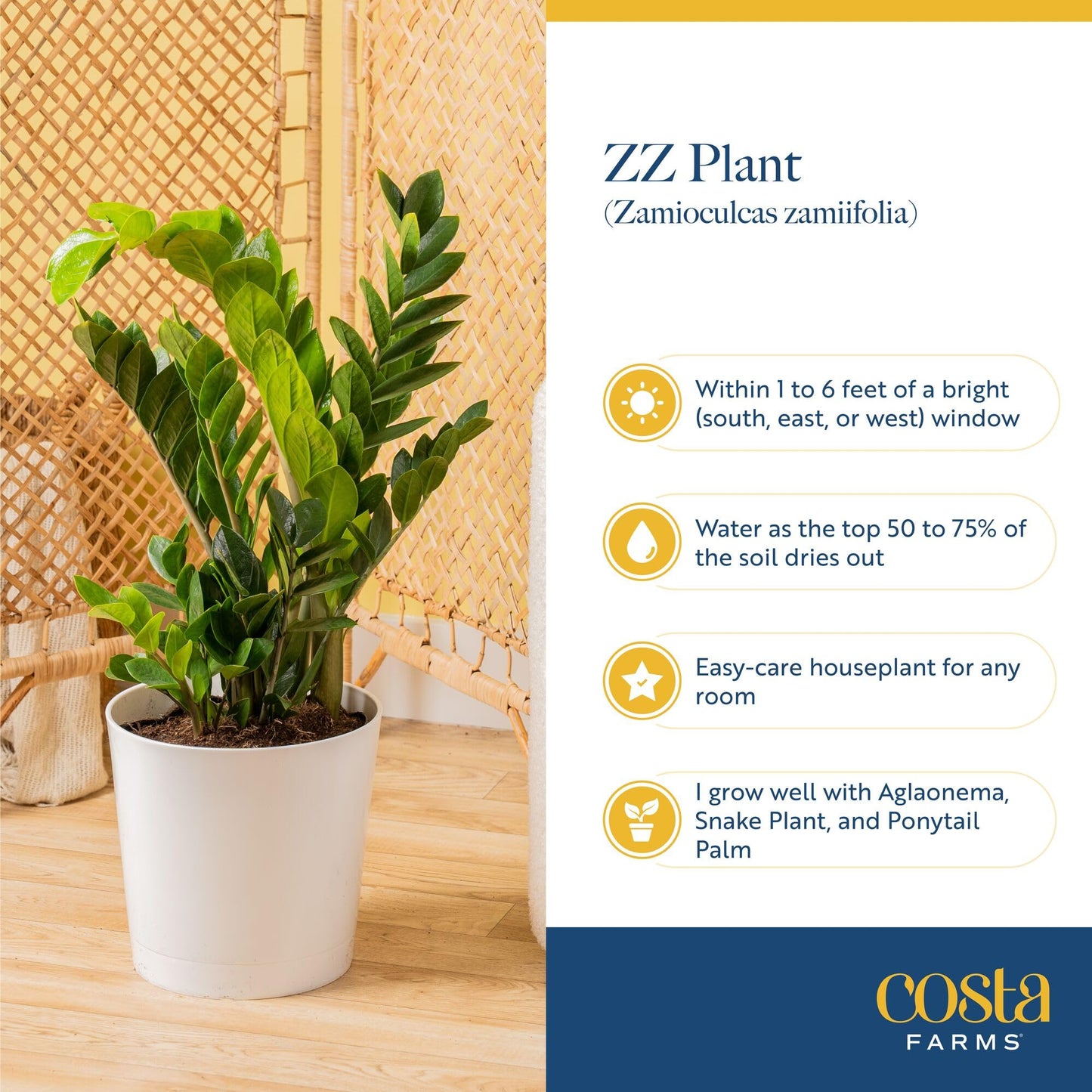 Costa Farms ZZ Chameleon Live Plant in Self Watering Pot, Easy to Maintain, Air Purifying Indoor Houseplant, Home, Room, or Office Decor, House Warming or Birthday Gift, 10-18 Inches Tall