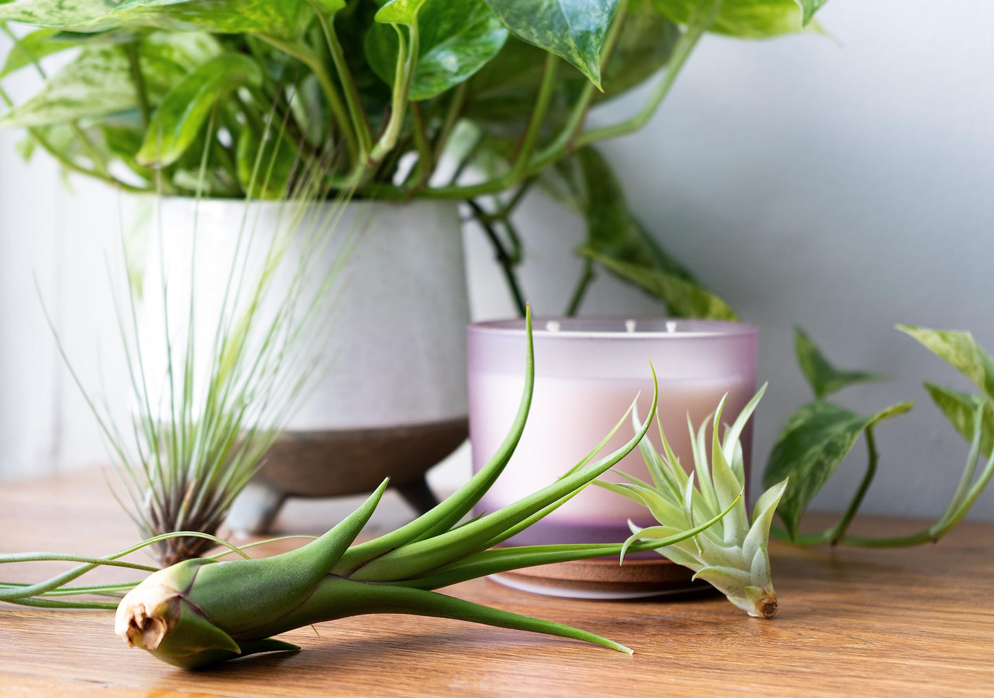 Air Plant Low Light House Plants Box 10PK, Tillandsia Air Plants Live Houseplants Live Indoor Plants Live Succulents Plants Live Terrarium Plants Live, Air Plant Holder Airplant Kit by Plants for Pets