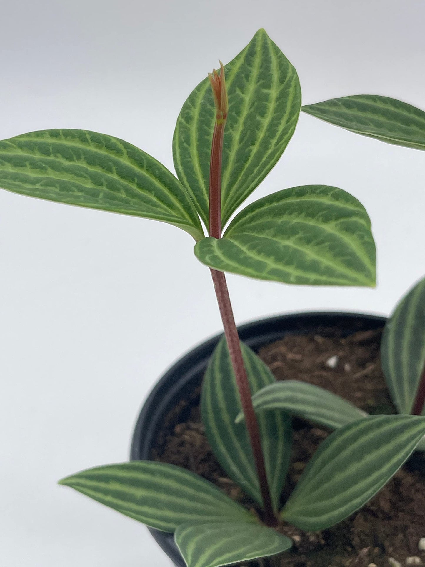BubbleBlooms Peperomia Puteolata in a 4 inch Pot Stilt Parallel Peperomia