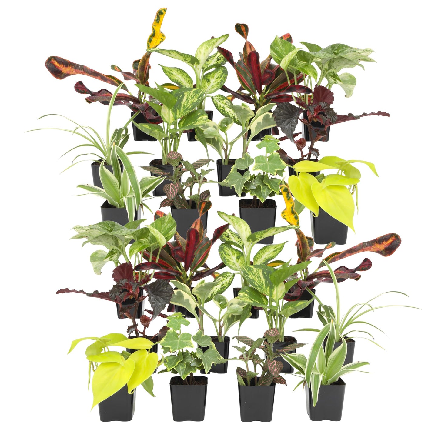 Easy to Grow Houseplants (24 Pack) Live House Plants in Plant Containers, Growers Choice Plant Set in Planters with Potting Soil Mix, Home Décor Planting Kit or Outdoor Garden Gifts by Plants for Pets