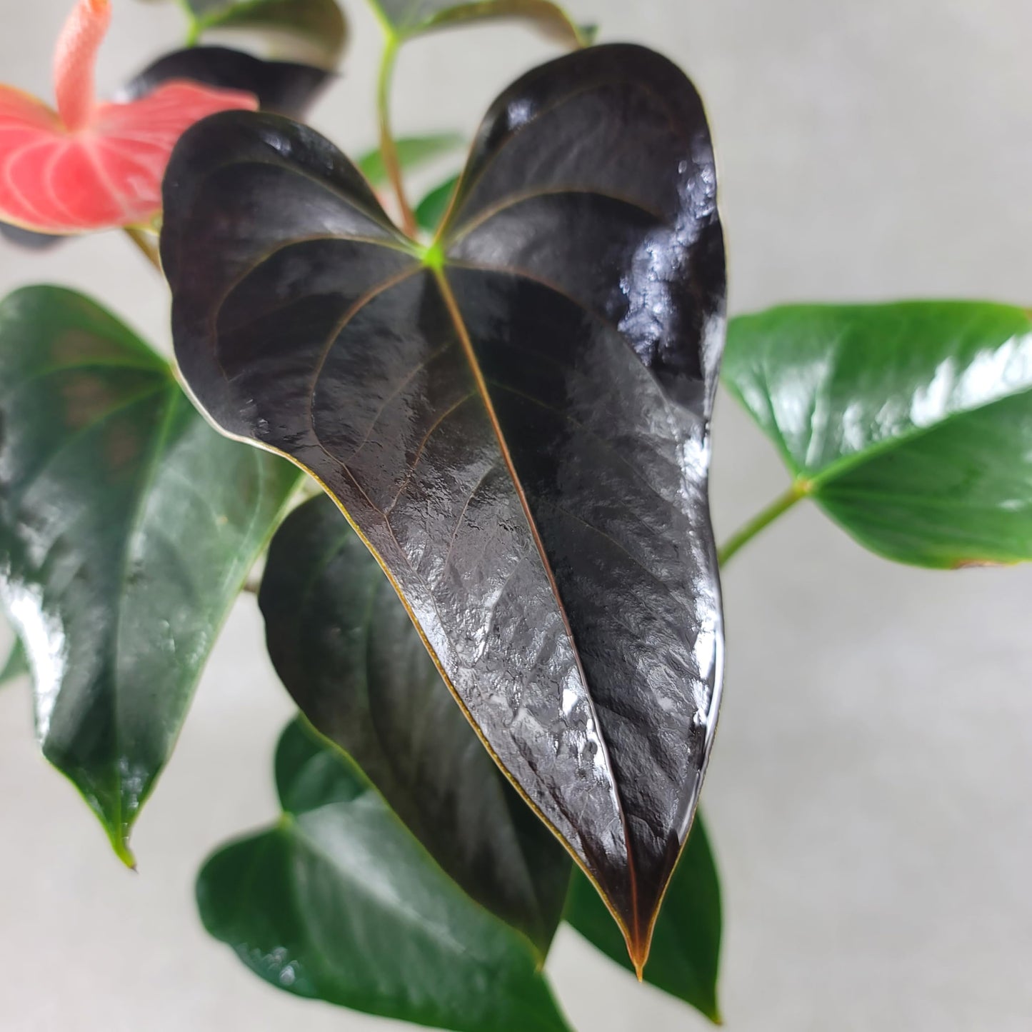 Anthurium Rainbow Champion Plant in 4" Pot - Colorful Blooms - Long-Lasting Blooms and Lush Foliage - Easy-Care Indoor Plant - CA Seller - Air Purifying Plant (Small, 4" Pot)