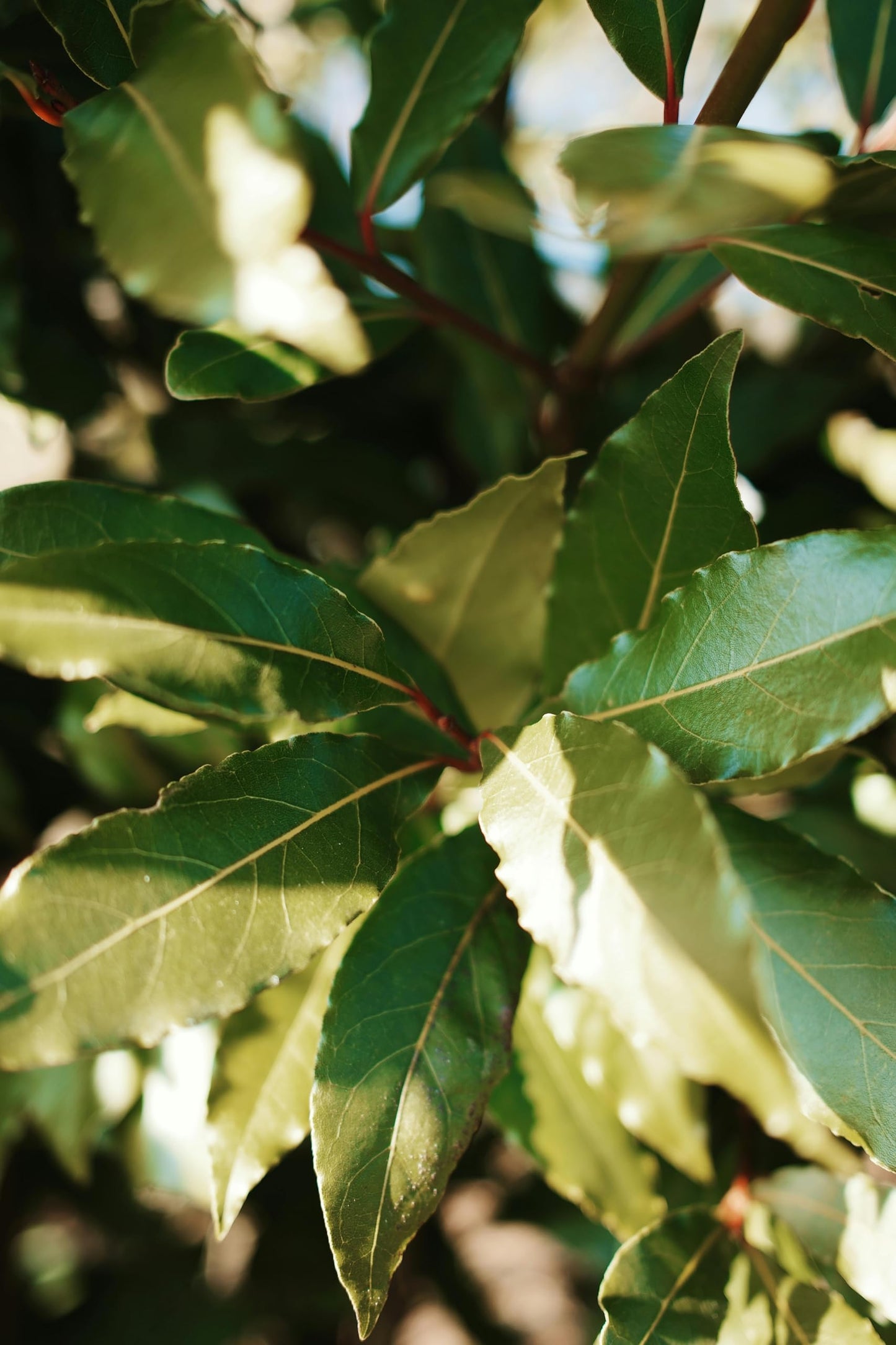 Bay Laurel Tree - Laurus Nobilis - Bay Leaf Live Plant (5–9 Inches Tall) - True Laurel, Aromatic Evergreen – Container-Friendly Patio Tree or Indoor Herb