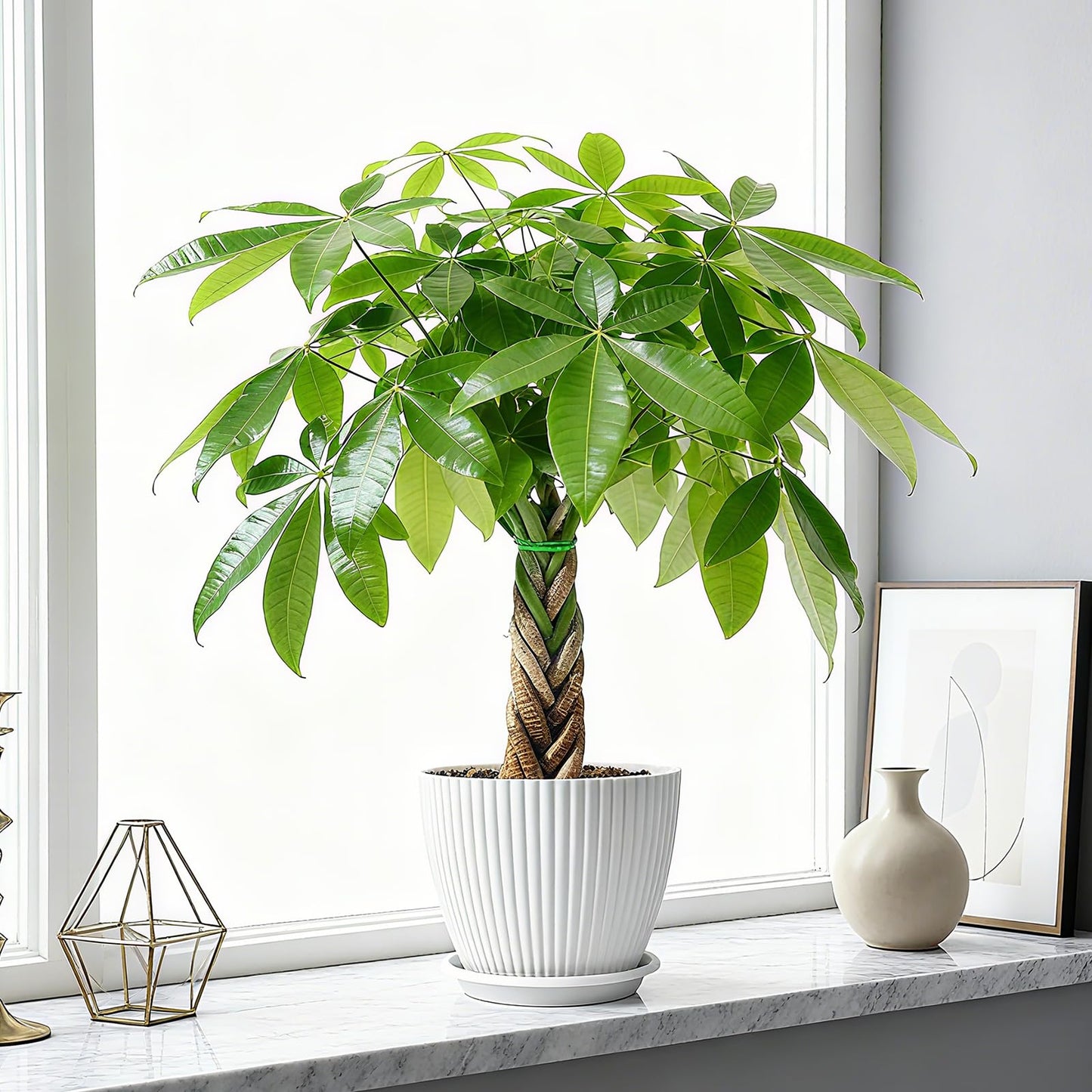 Sprout N Green Small Money Tree with 5 Lucky Braid, Live Plant with White Stripe Pot, Decoration for Indoor Home Office Tabletop Windowsill Side Table, Housewarming Christmas Gift, 8-10" Tall