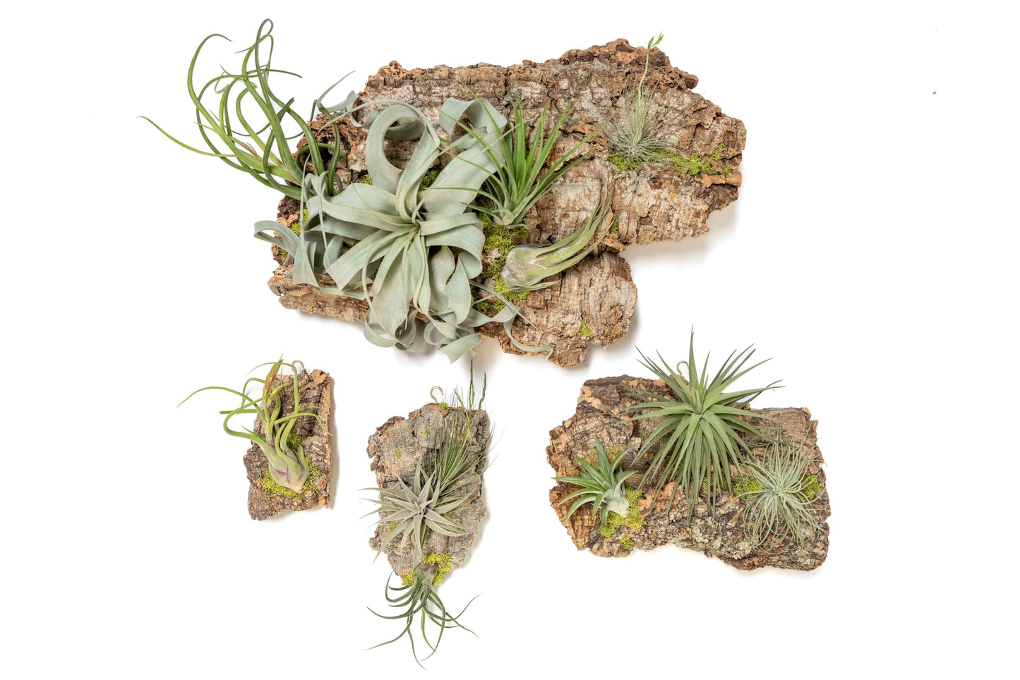 Air Plant Shop Fully Assembled Air Plant Cork Bark Displays - Wholesale and Bulk - Succulents - Live Tillandsia - Easy Care Indoor and Outdoor House Plants (Extra Large)