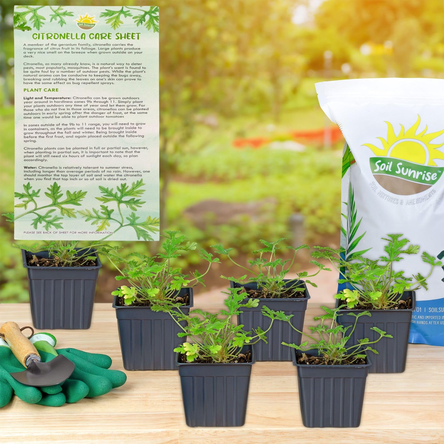 Live Citronella Geranium Plants (6-Pack); Pelargonium Citronella Scented Potted Plants