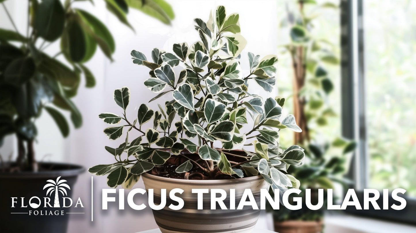 Ficus Triangularis | 3 Live Plants | Ficus Triangularis | Indoor Houseplant | Live Evergreen Tree | Low Maintenance | Air Purifying | Unique Leaf Shape | Home or Office Decor
