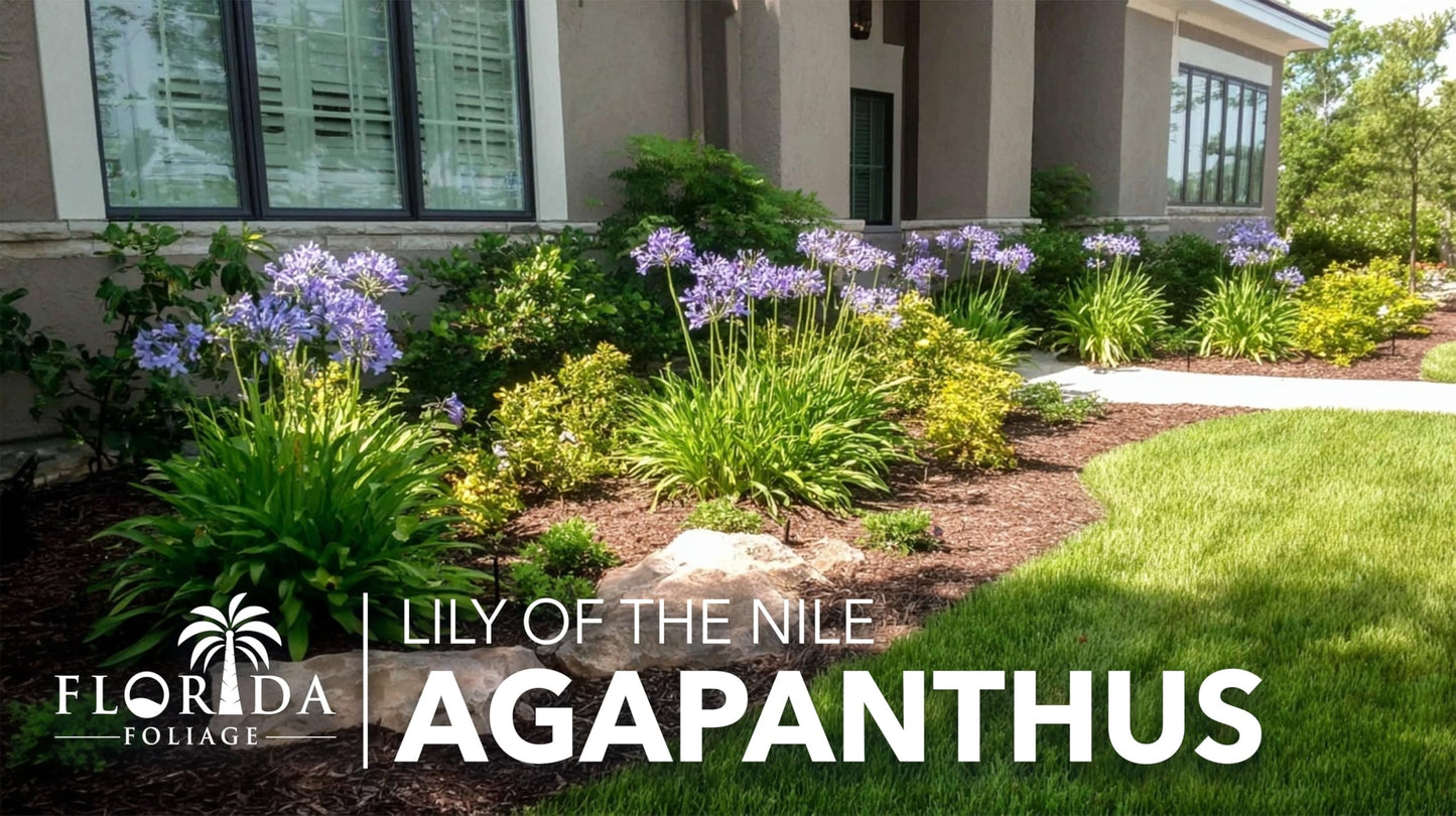 Agapanthus Africanus Blue Lily of the Nile | 3 Live Plants | Drought Tolerant, Long Blooming, Perennial Flower, Ornamental Garden, Pollinator Friendly, Easy Care, Evergreen Foliage