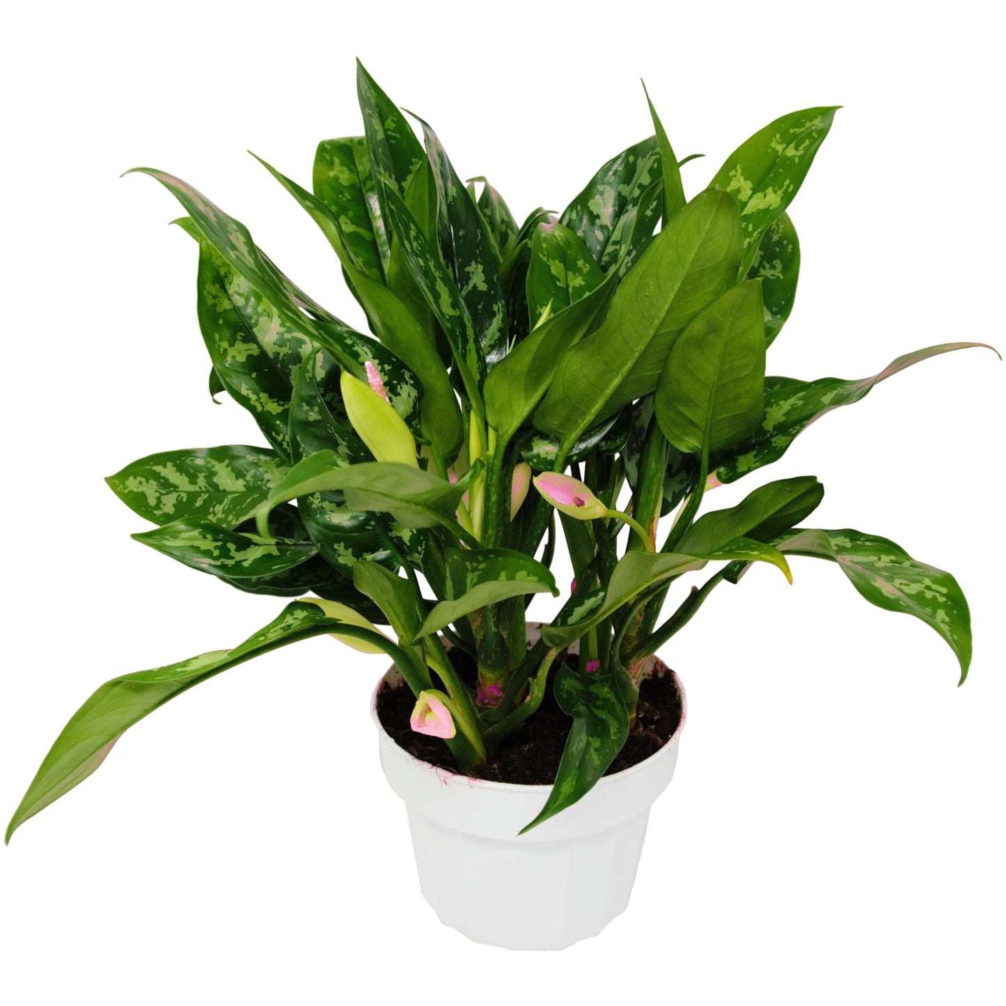 4 Pack Chinese Evergreen 'Maria' in 6in Pot - Live Tropical Houseplant - Easy to Grow | Air Purifying | Variegated | USA Growers | The Snobby Leaf