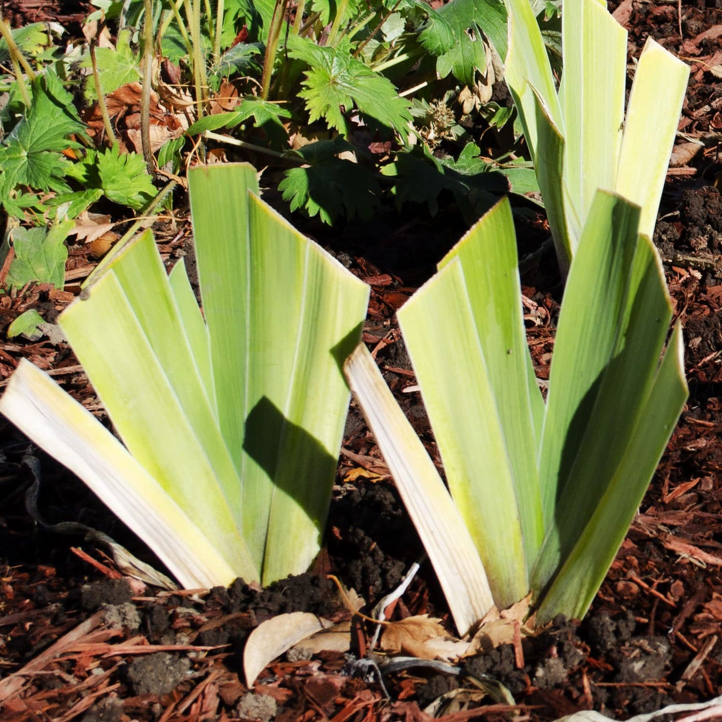 Black Suited Bearded Iris Plant Potted - Fragrant Black Flowers, Stargazer Perennials