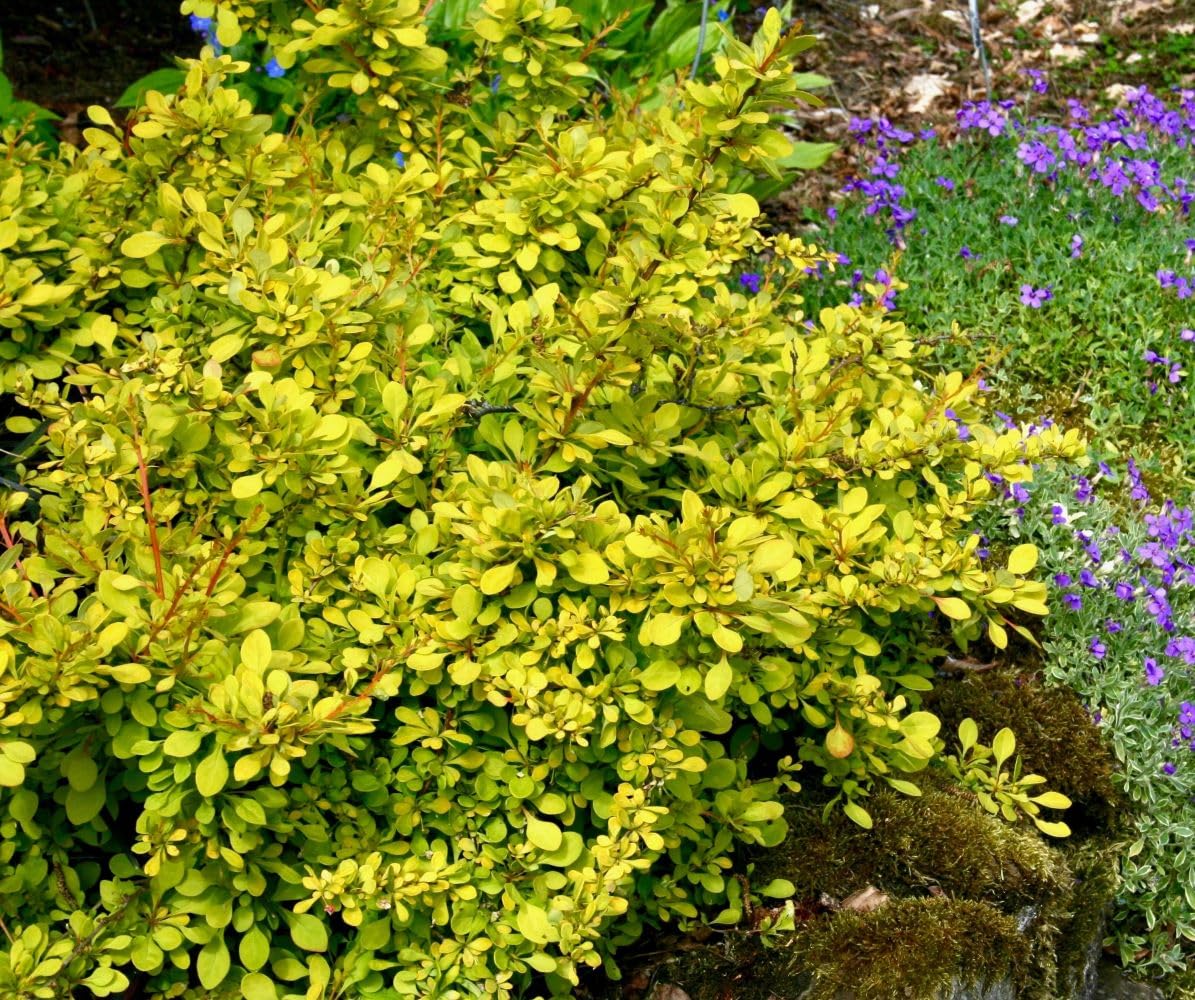 Aurea Golden Japanese Barberry - Live Plant - (1 QT)