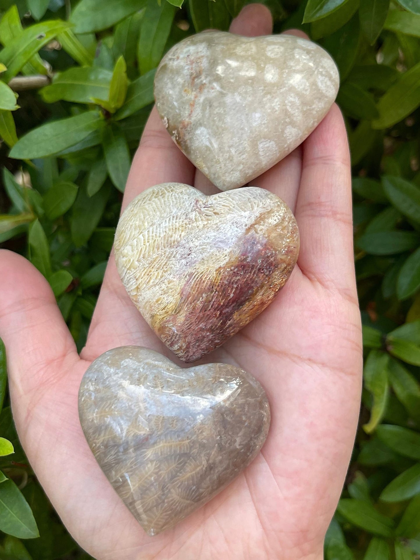 GAF TREASURES Fossil Coral Gemstone Hearts, Polished Fossil Coral Puffy Hearts, Fossil Coral Crystal Palm Stone, Fossil Coral Healing Crystal Hearts (1 Heart)