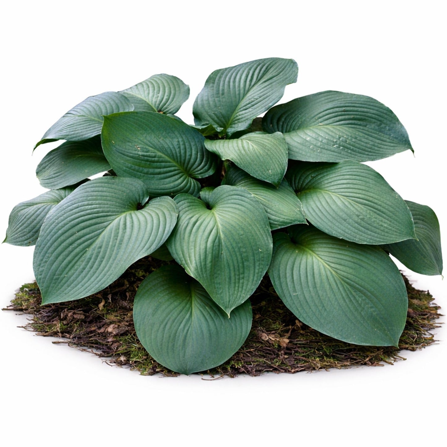 Easy to Grow Hosta T-Rex 3 Trimmed Bareroot Plants - Large Blue-Green Foliage for Shade, Summer Flowers Attract Hummingbirds, Giant Hosta Type