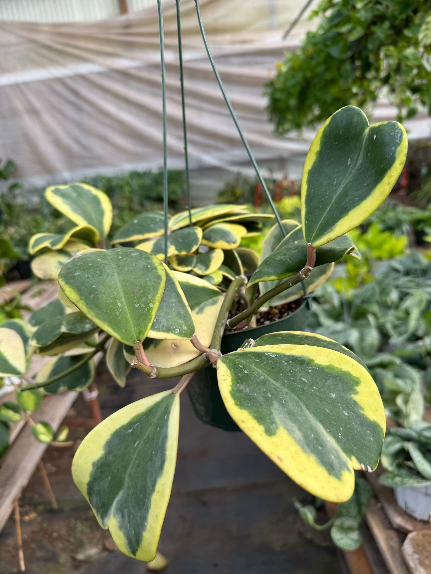 Hoya 'Sweetheart Variegated' | Live Plant for Indoor & Outdoor | for Living Room, Office, Bathroom | (3" Pot)