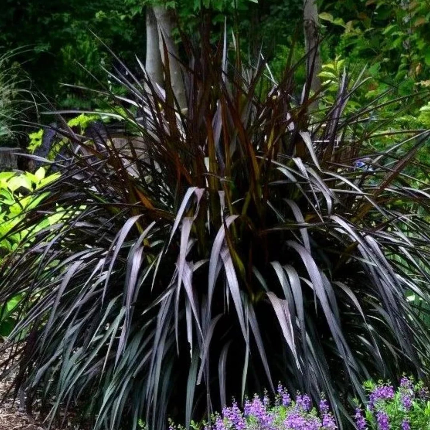 Set 3 Fountain Grass Plants Live Clumps for Planting Your Garden, 4-8 Inch Tall, Ornamental Grasses Live Plants Perennial (Mix Fountain Grass)