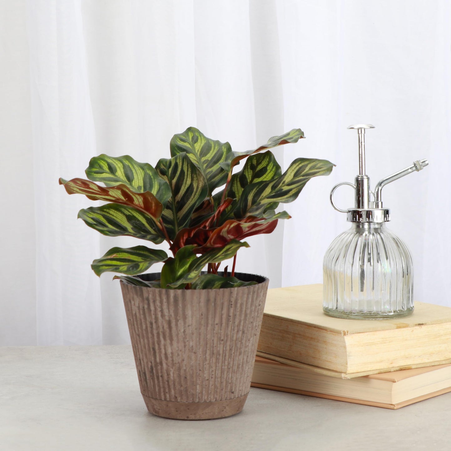 Thorsen's Greenhouse Peacock Calathea, Live Indoor Plant, Safe for Pets, Colorful Foliage, Rare Variety, Peacock Plant, 4" Diameter (Coffee)