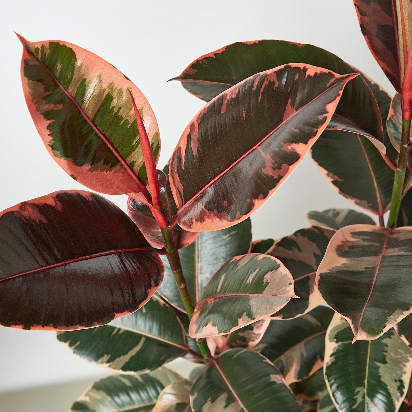 Ficus Elastica 'Ruby Pink' | Live Plant for Indoor & Outdoor | for Living Room, Office, Bathroom | (4" Pot)