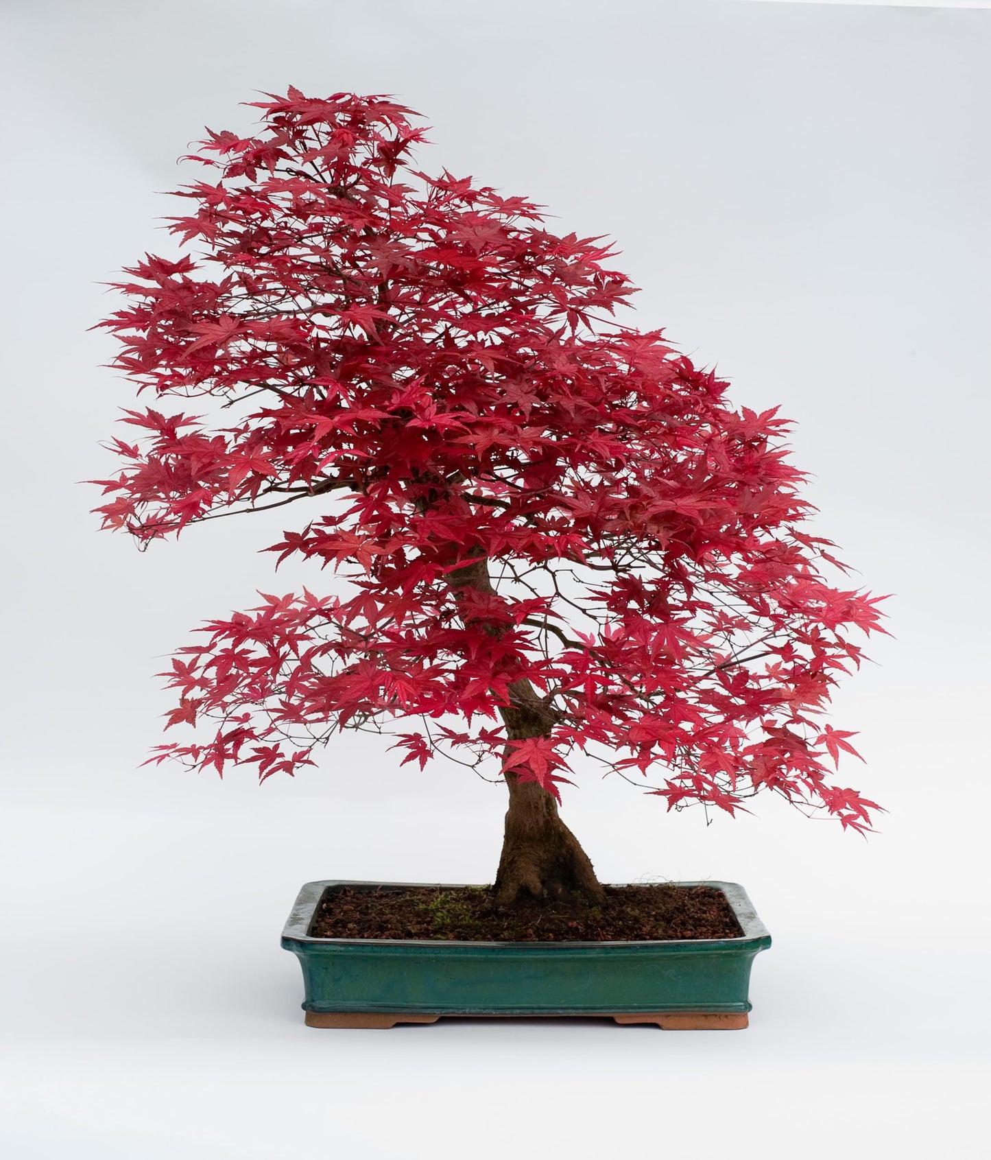 Red Japanese Maple Tree Seedlings for Planting - Excellent Bonsai Material - Ready to Plant - Approx 12 Inches Tall (2 Seedlings)