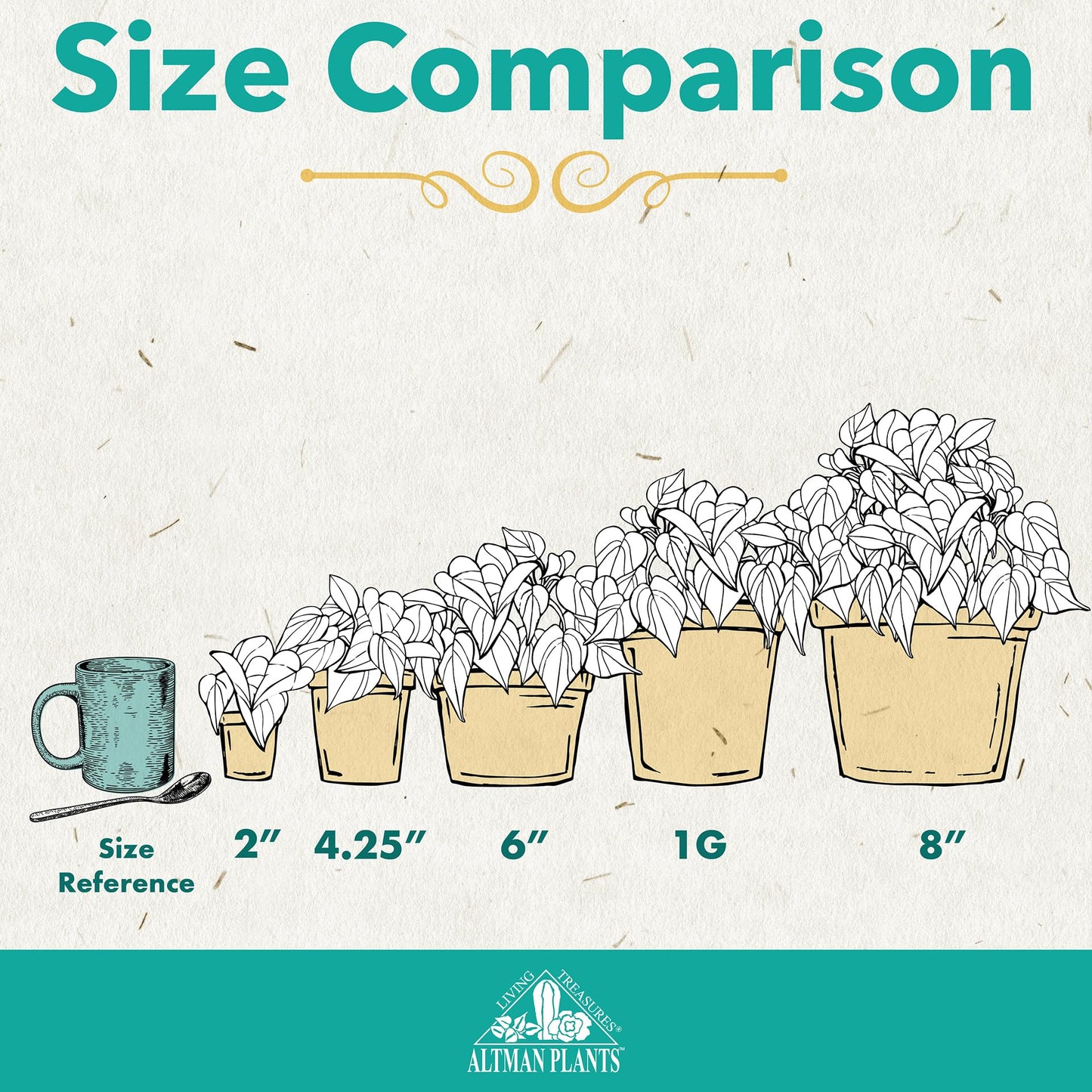 Altman Plants Peace Lily Plant Decor with 6 Inch White Plant Pot, Easy to Grow House Plant, Desk Plant & Office Plant, Easy Plant Gift, Air Purifying Plants Grow in Indoor Plant Potting Soil Mix