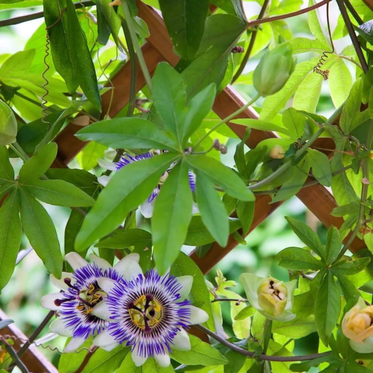 NYGardenia Passion Fruit Seeds – 50 Seeds for Planting – Purple Tropical Climbing Vine Fruit Plant