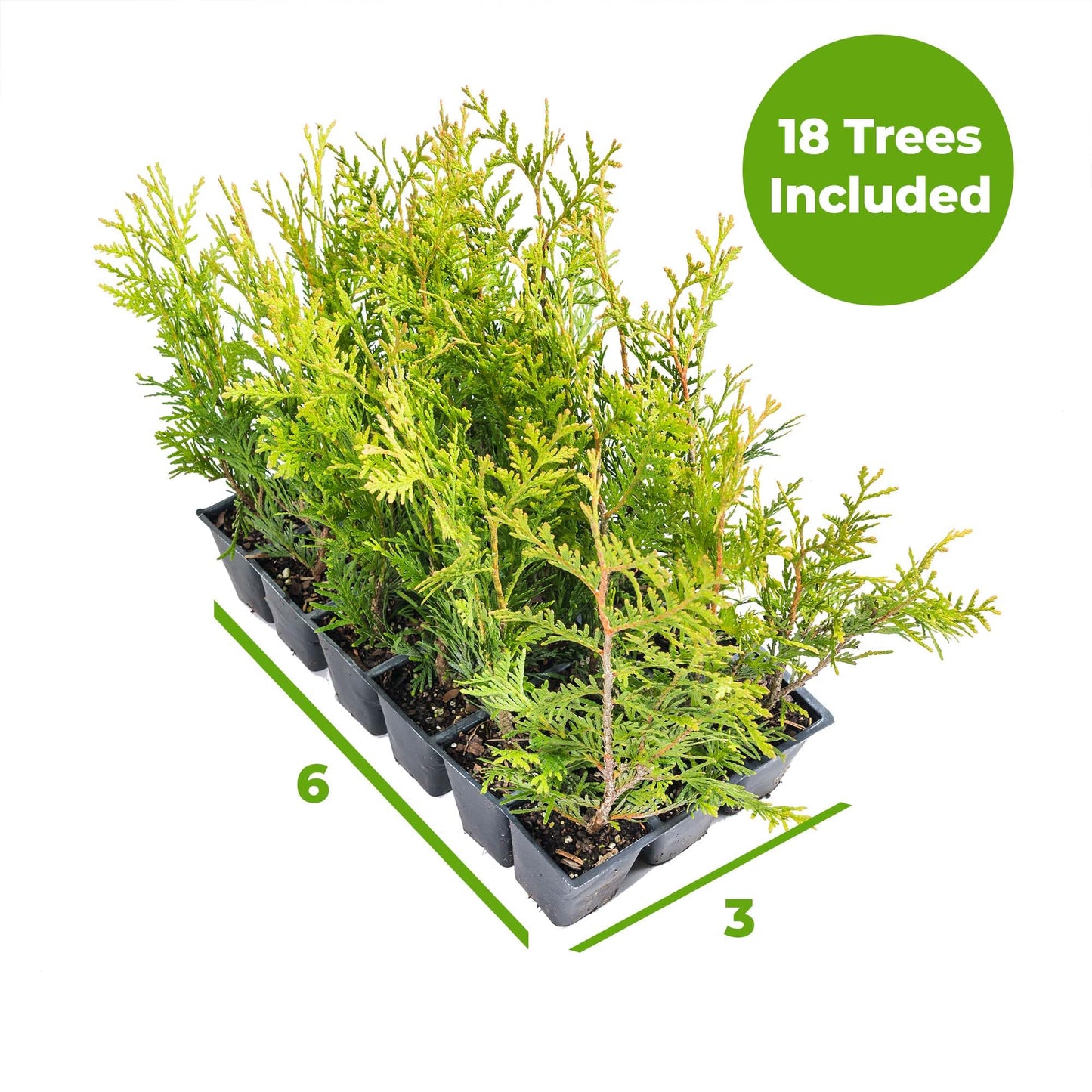 Perfect Plants Thuja Green Giant Plant 18-Pack | Large Evergreen Arborvitae Liner | Privacy Landscaping Kit in a Box