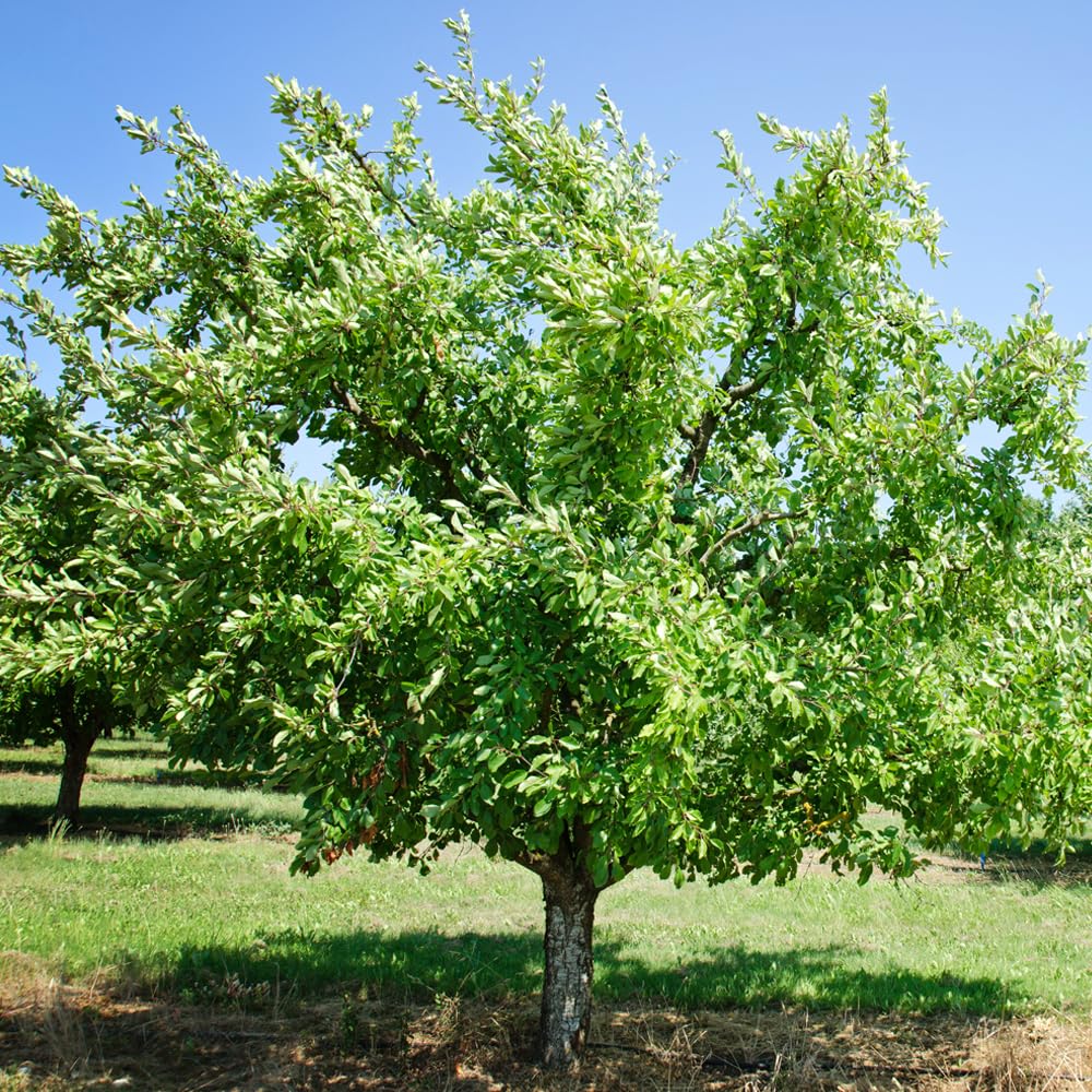 Cherry Plum Tree, Small, Cherry-Like Plum with a Sweet, Tart Flavor, 2-3 ft Tree Height, 5 gal. Grower Pot (Due to Agricultural Laws, we Cannot Ship to CA, AZ, AK, or HI)