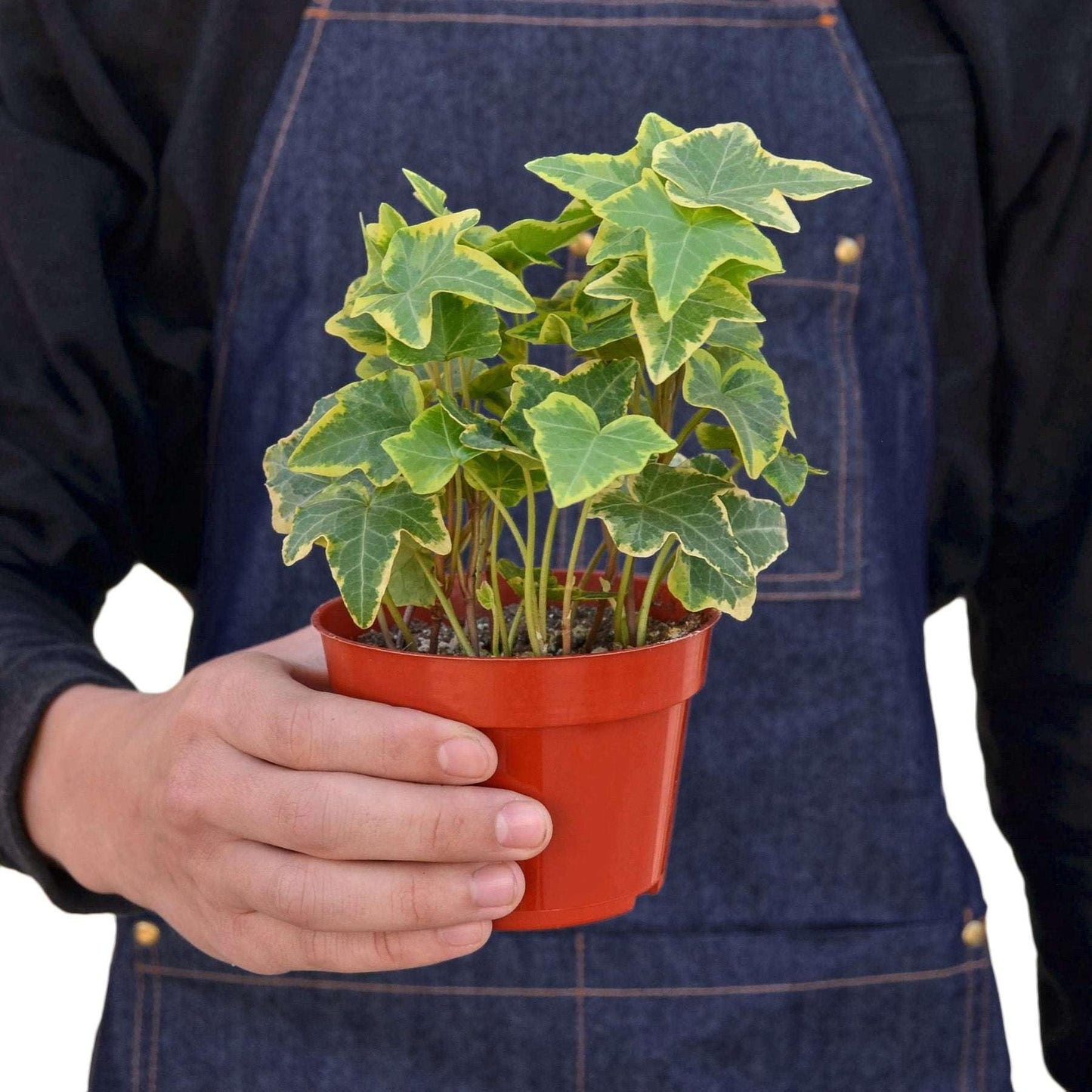 English Ivy Gold Child Live Plant for Indoor | Different Houseplants in 4'' & 6'' Pot | Real House Plant for Living Room, Office, Desk & Bathroom | Common Ivy