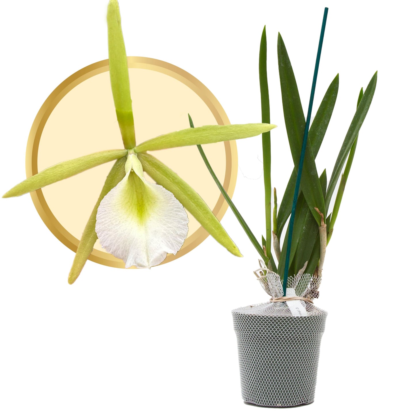 Better-Gro Easy-Growing Brassavola Hybrid, Procatavola Key Lime Stars, 4" Live Plant, Blooms in 6-12 Months with Proper Care, White and Green Star-Shaped Bloom, Fragrant, Selected by Master Growers