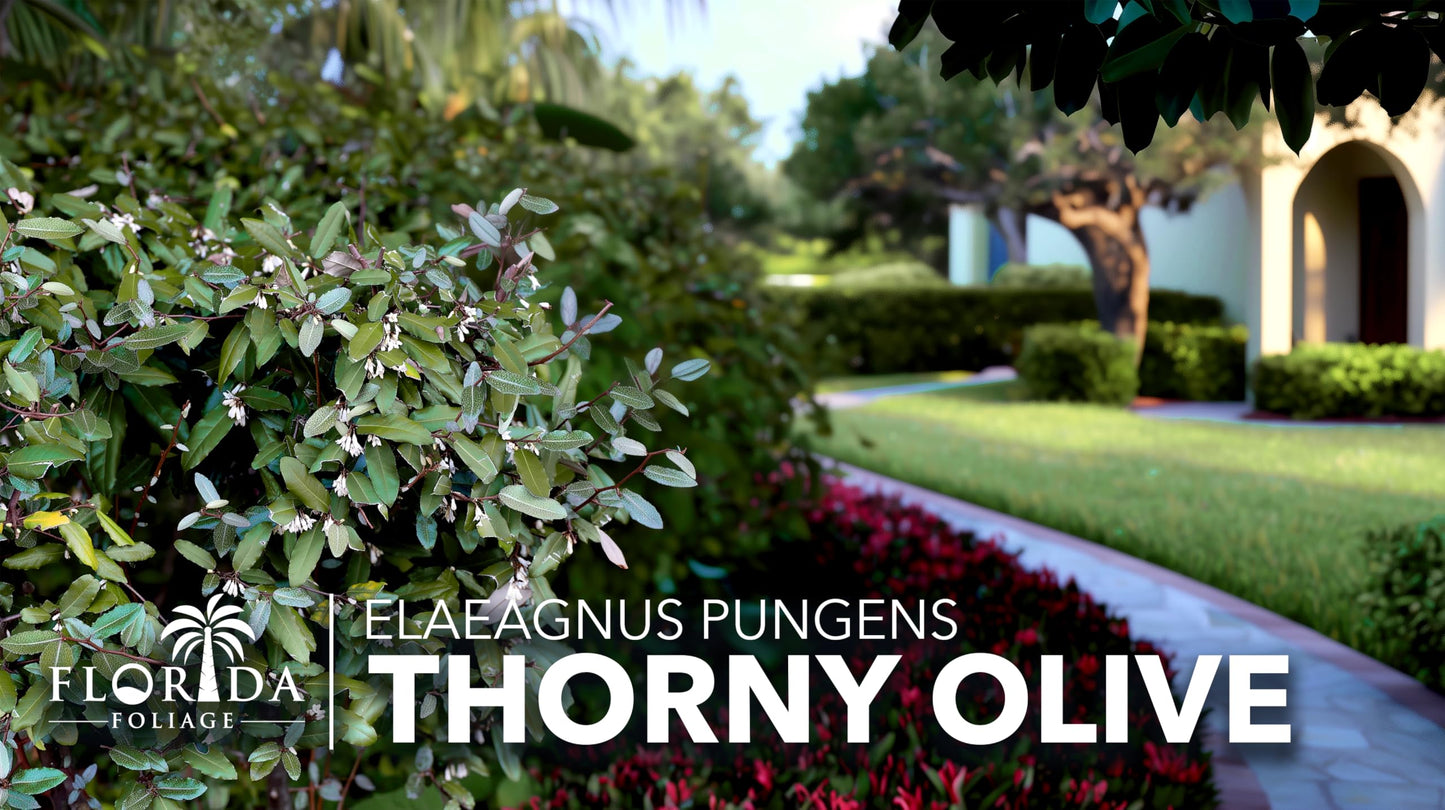 Elaeagnus Pungens I 20 Live Plants I Thorny Olive I Hardy Evergreen Shrub with Fragrant Blooms, Perfect for Hedges, Screening & Ornamental Garden Display