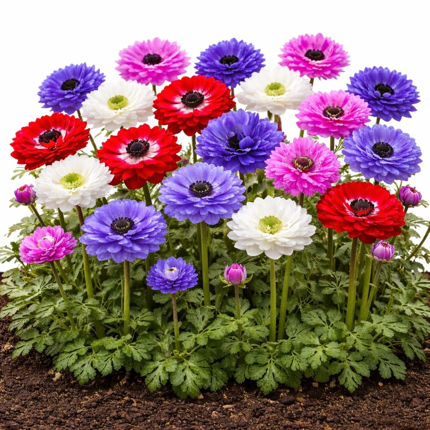 Easy to Grow Anemone St. Brigid Mix Pack of 60 Flower Bulbs - Spring Blue-Violet, Pink, Red & White Double Blooms in Sun, Great for Cutting