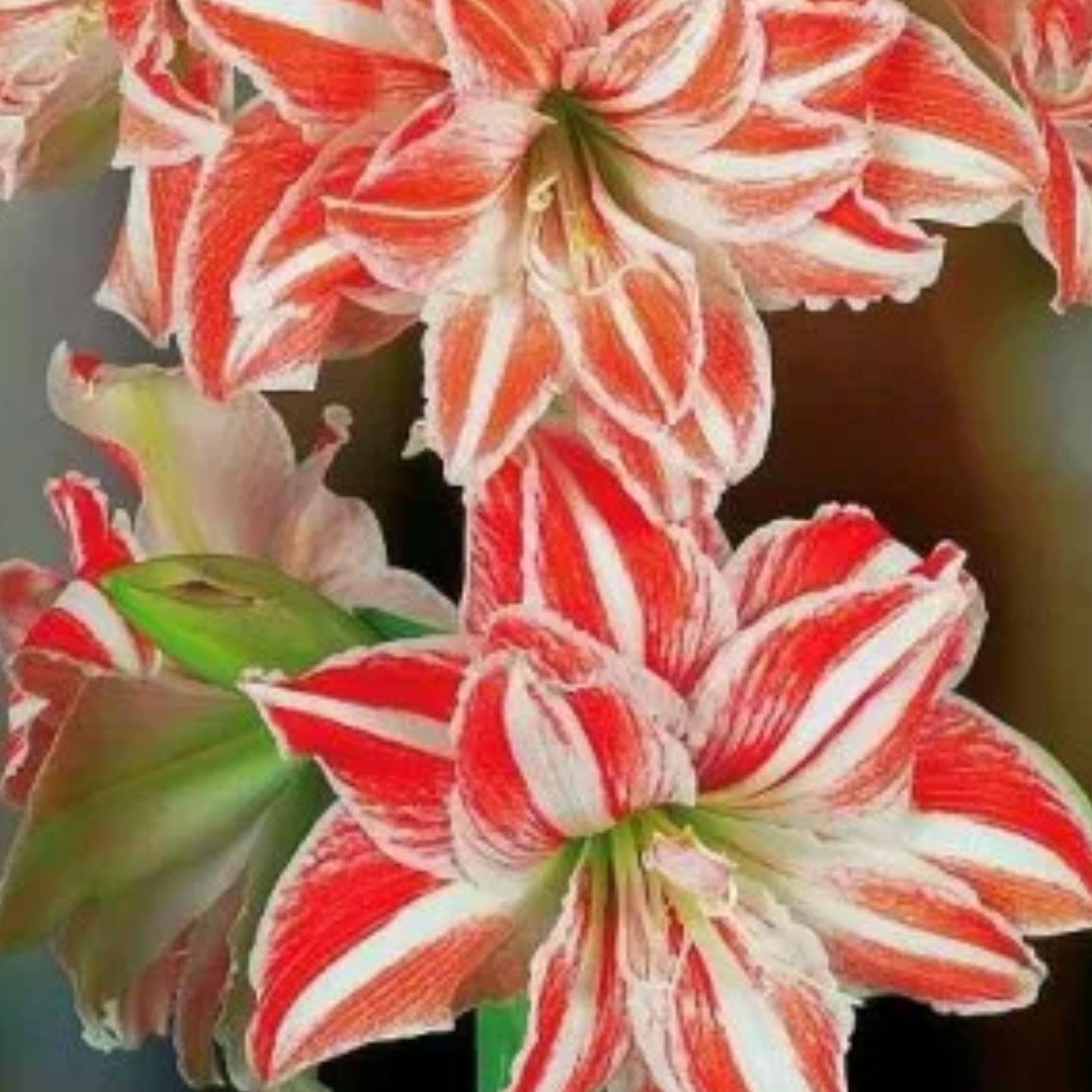 Amaryllis ‘Dancing Queen’ Bulb – Striking Double Red and White Blooms | Premium Outdoor Hippeastrum Variety, Easy-to-Grow Perennial Flower Bulb for Vibrant Summer and Garden Color Displays
