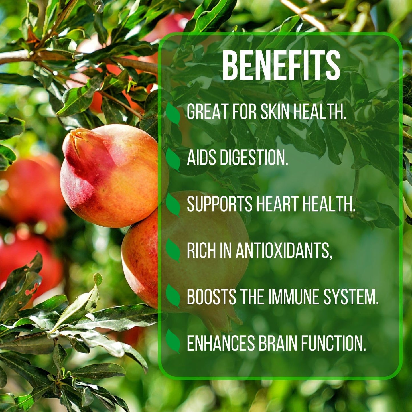 Pomegranate Wonderful Live for Sale (4 Pack) | Easy to Grow Plants | Edible Fruit Plant for Sustainable Living | Grow Your own Food on Your Edible Organic Garden| Live for Planting| 2 inch Pot