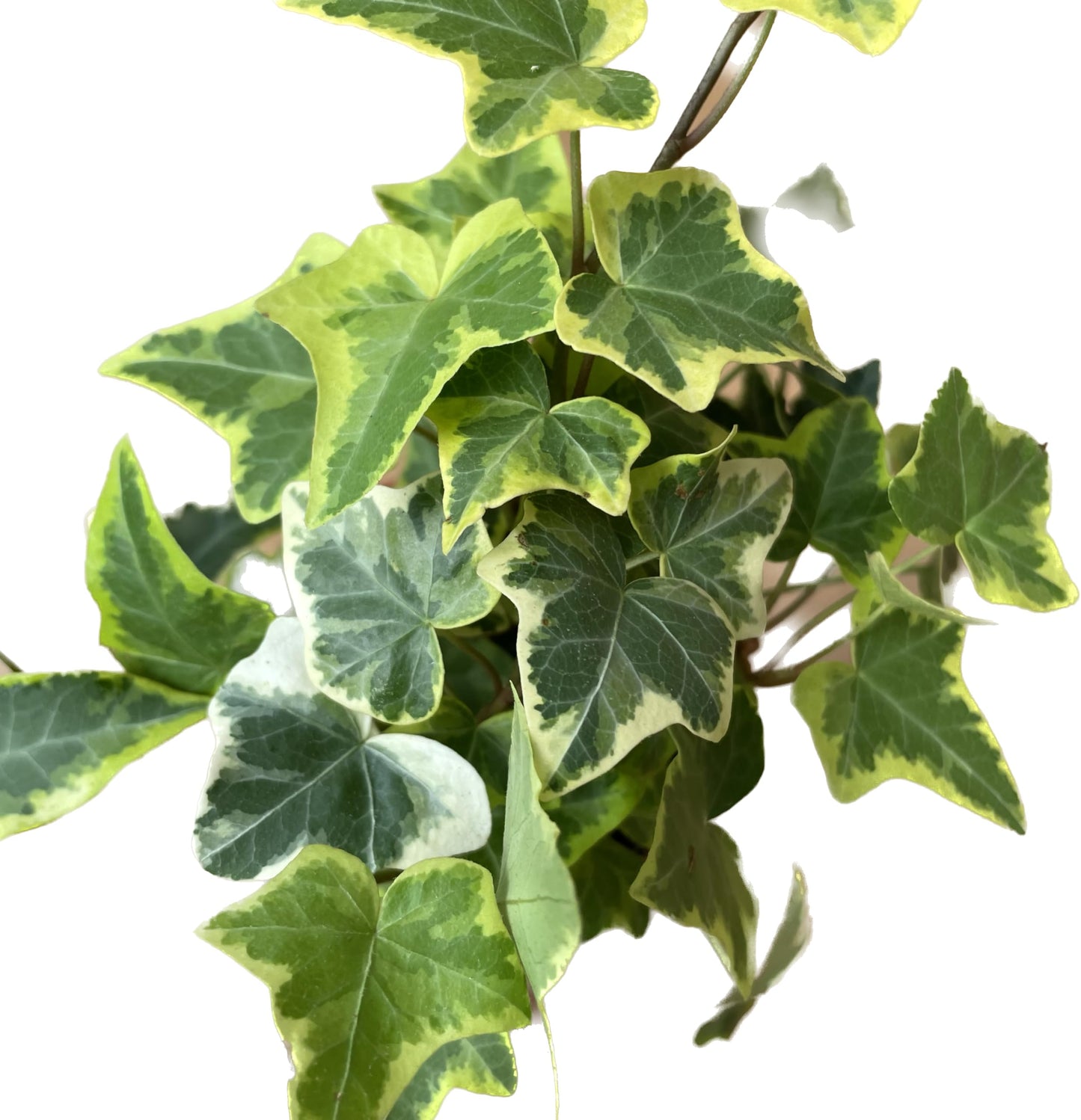 English Ivy Gold Child - Vibrant Variegated Ground Cover Plant - Live English Ivy Plant - Live Variegated English iIy - Available in 3", 4", and 6" Pot - CA Seller (4" Pot)