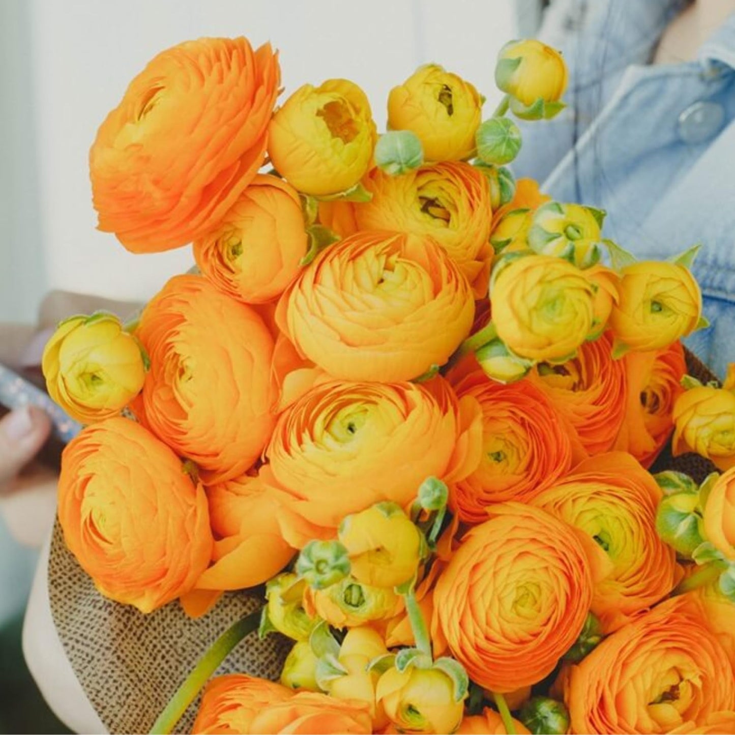Ranunculus Bulbs Orange Mix (20 Bulbs) - Orange Shades Mix Ranunculus Bulb Corms - Large Bulbs, 8+ cm