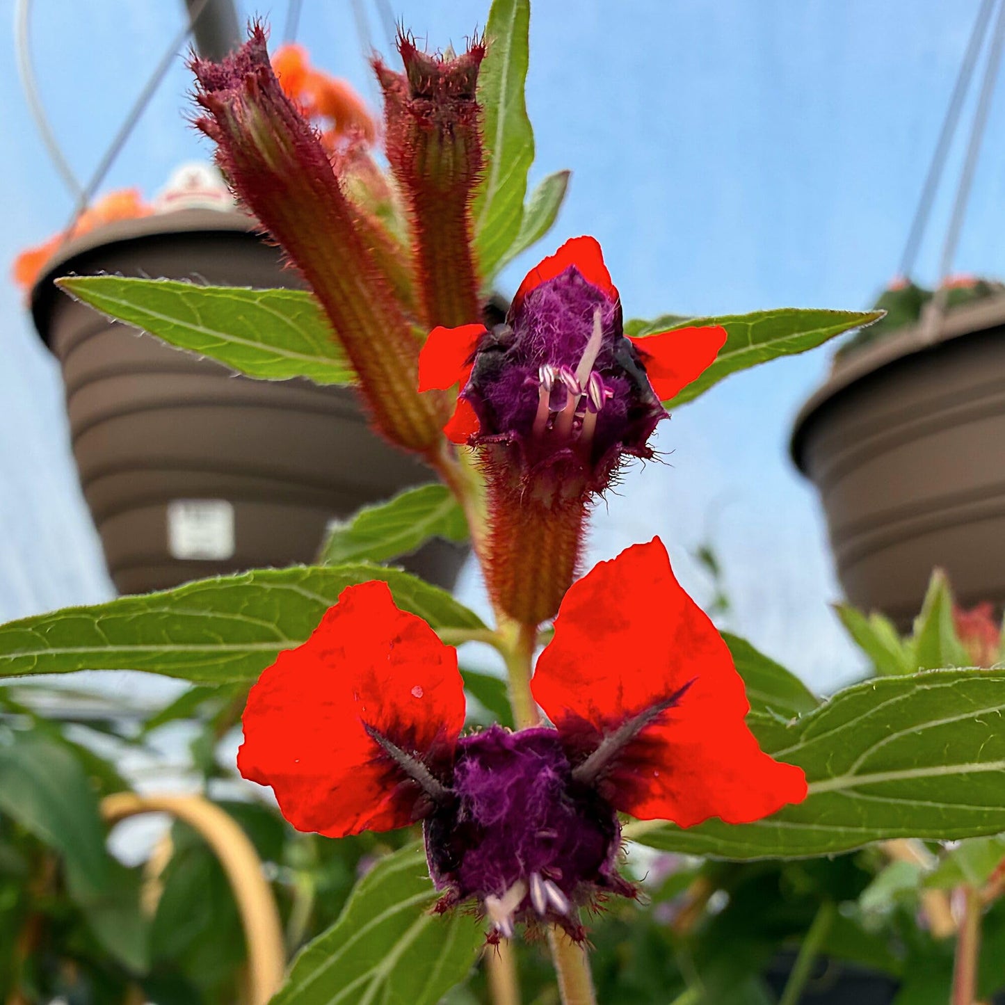 Cuphea Llavea, Bat-Faced Cuphea, C. Blepharophylla, Red or Torpedo Cuphea, Houseplant or Annual, Loved by Pollinators, Container Size: 3" (2.6x3.5)