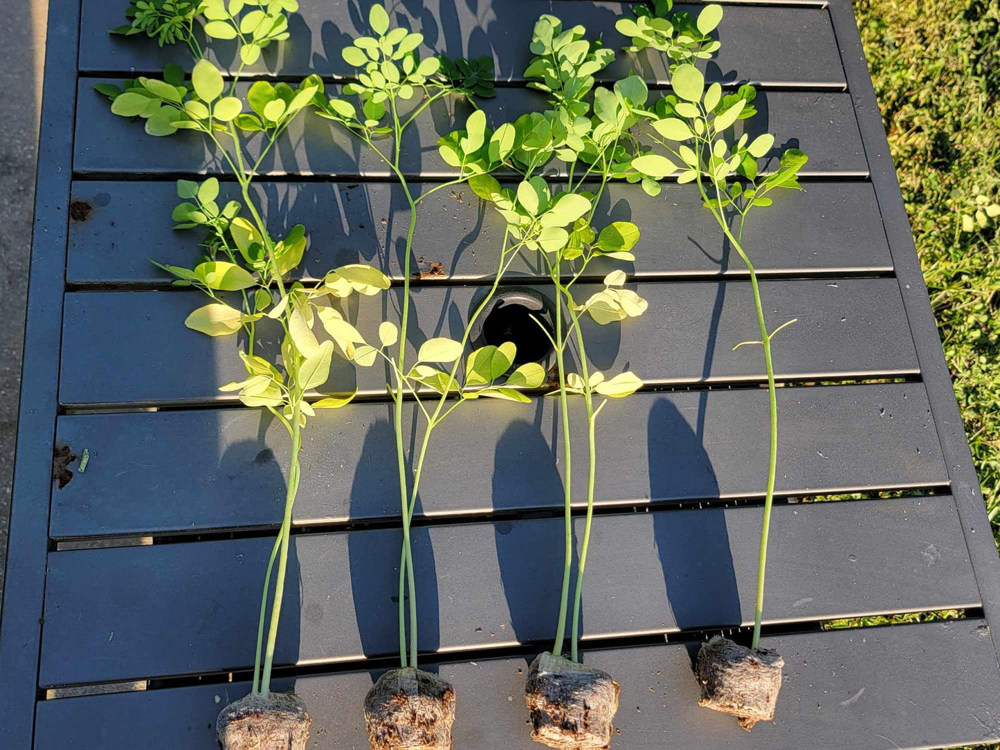 Generic Moringa Trees 3 Live Moringa Plants with Moringa Seeds - Organically Grown - Non-GMO - Miracle Tree - Moringa Oleifera - Herb, Green