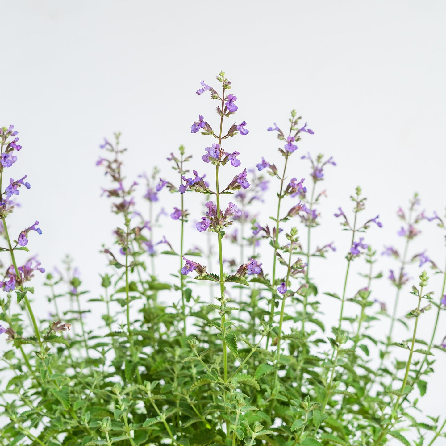 Perfect Plants Nepeta 'Walker's Low' 1 Gallon | Live Shrub for Summer Flowers | Drought Tolerant Perennial