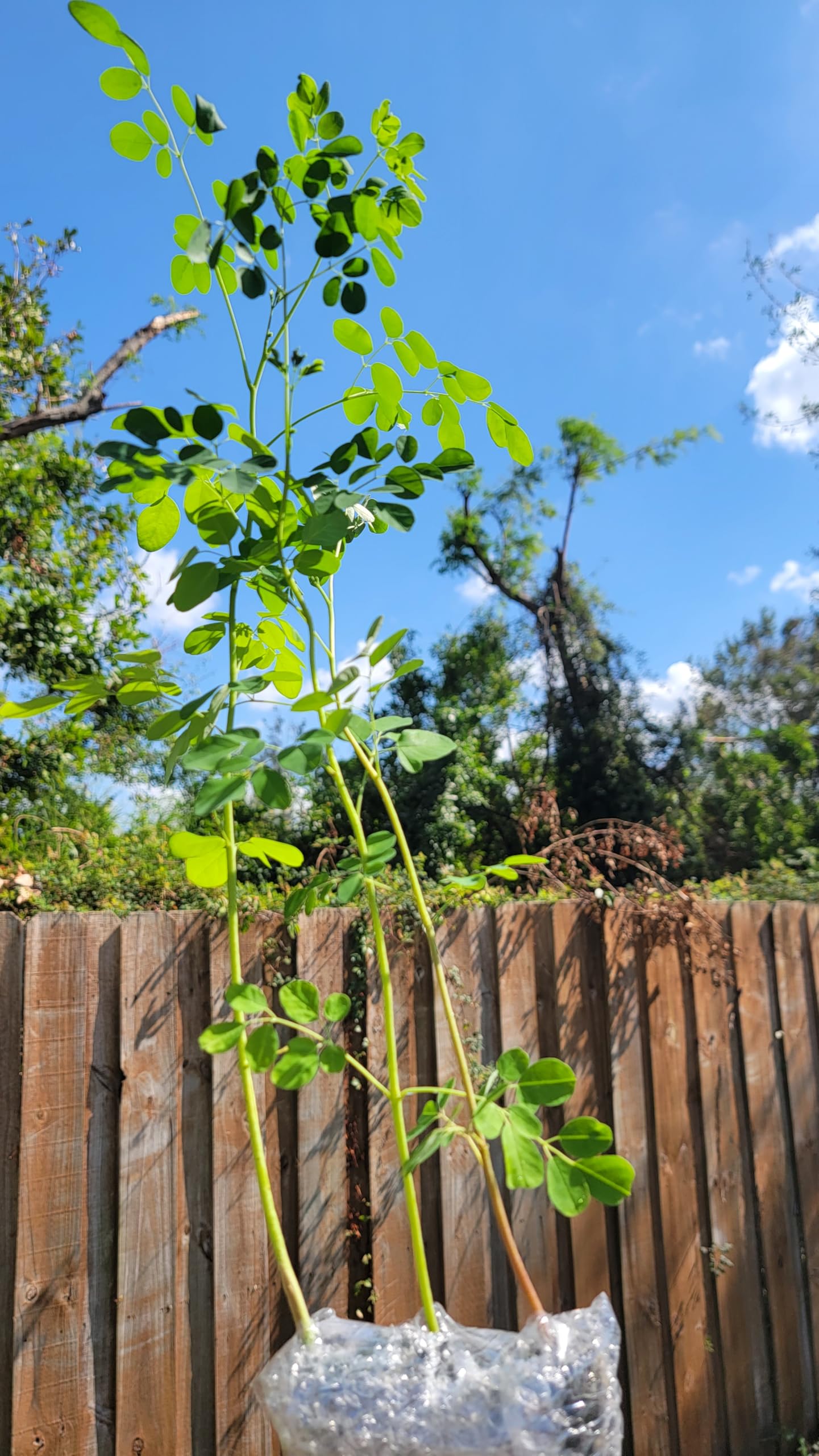 Moringa Tree Seedling Live Moringa Plant with Moringa Seeds Malunggay Sahijan Drumstick Tree Moringa Oleifera