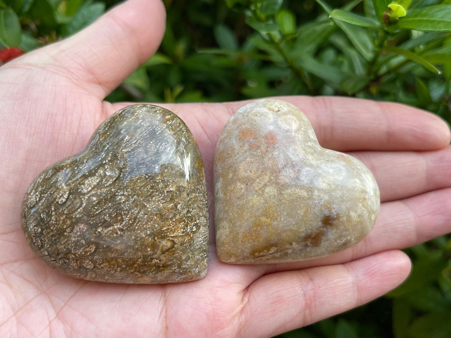 GAF TREASURES Fossil Coral Gemstone Hearts, Polished Fossil Coral Puffy Hearts, Fossil Coral Crystal Palm Stone, Fossil Coral Healing Crystal Hearts (1 Heart)