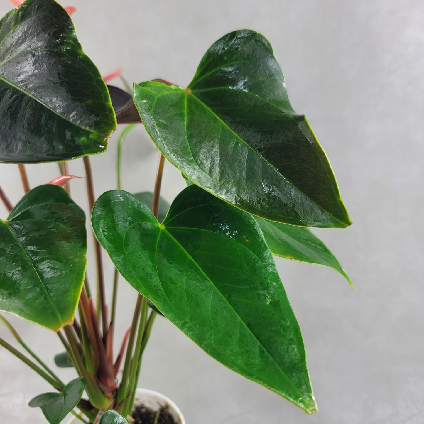 Anthurium Rainbow Champion Plant in 4" Pot - Colorful Blooms - Long-Lasting Blooms and Lush Foliage - Easy-Care Indoor Plant - CA Seller - Air Purifying Plant (Small, 4" Pot)