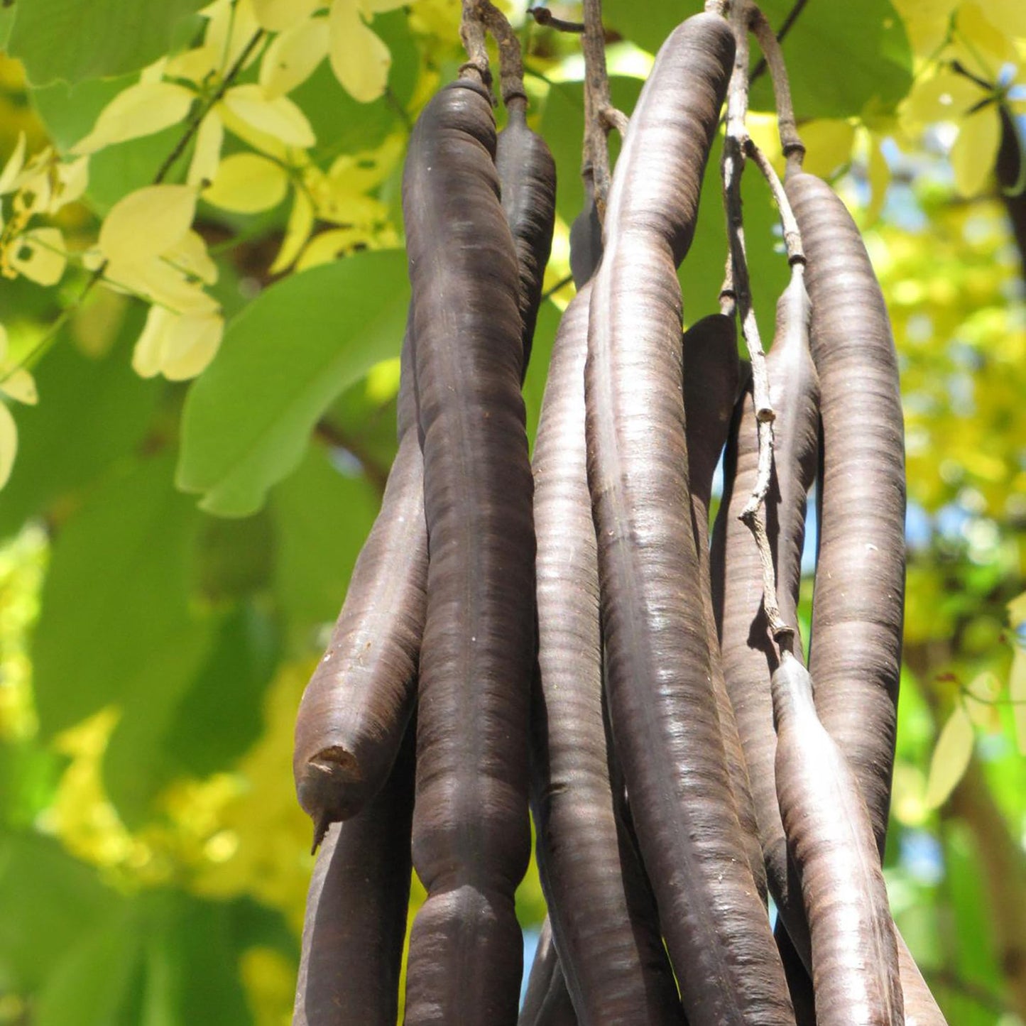 QAUZUY GARDEN 15 Golden Shower Seeds, Purging Cassia, Indian Laburnum, Pudding-Pipe Tree, Gold Rush Yellow Cassia Fistula Flower - Attract Pollinators - Showy Tree Accent