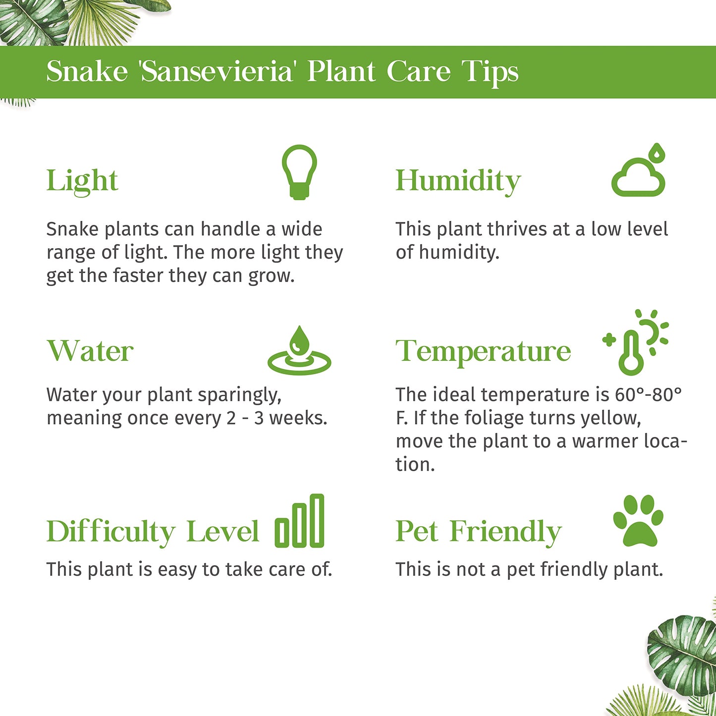 Snake Plant Moonshine Live Plant for Indoor | Different Houseplants in 4'' & 6'' Pot | Real House Plant for Living Room, Office & Bathroom | Laurentii