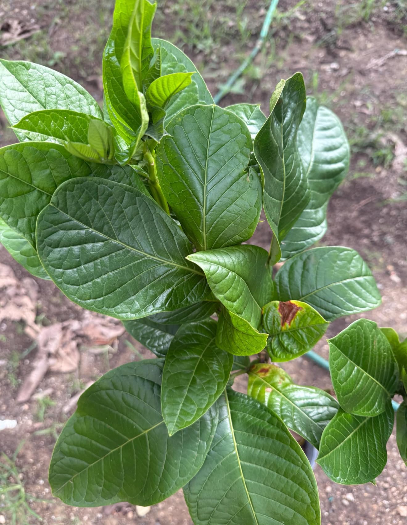 Big Jumbo Ice Cream Bean Tree (inga edulis) Guama Machete Tropical Fruit Live Tree Machete guama