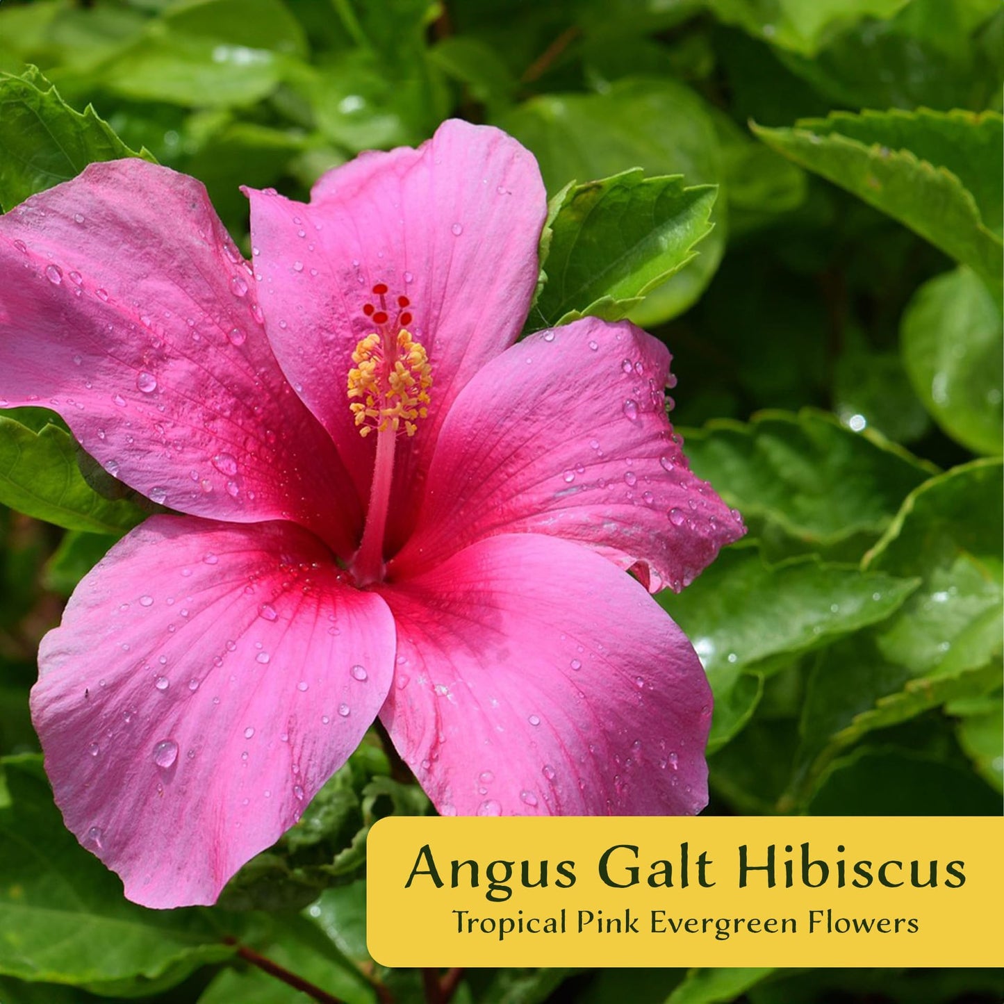 2 Angus Galt Hibiscus in 3.5" Nursery Cubes | Hibiscus ‘Angus Galt’ | Tropical Pink Flowering Shrub for Containers, Patios & Gardens | Live Starter Plants