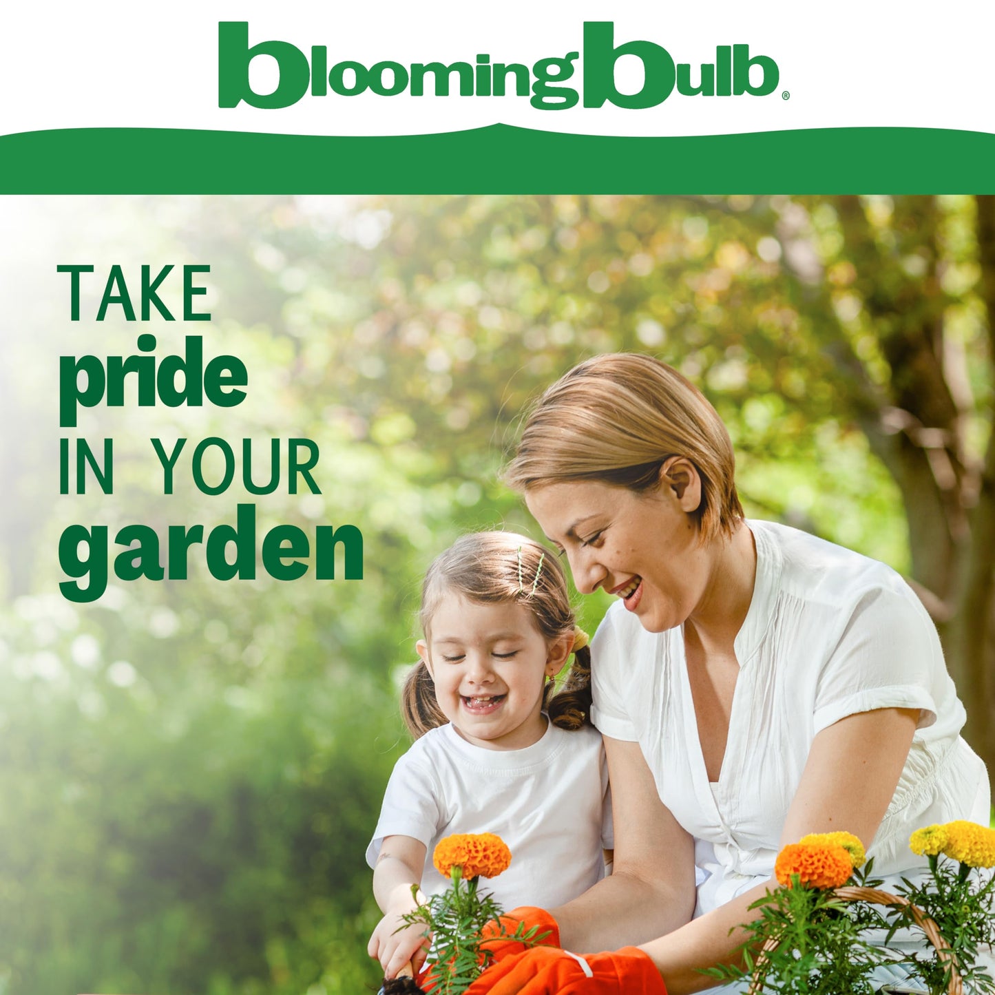 Bloomingbulb Ornamental Grass, Zebra Grass, Outdoor Planting, Decorative Garden, 3 Root Divisions, Zones 4-9a