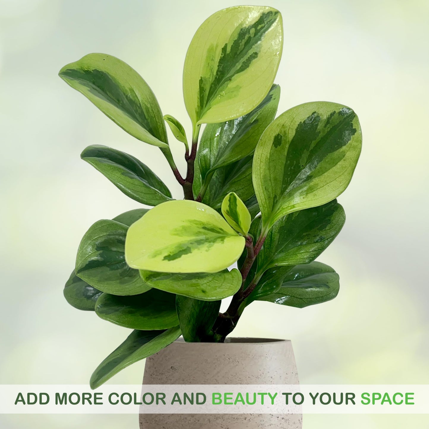LEAL PLANTS ECUADOR Peperomia Obtusifolia (Pack of 2) Live Indoor Plant, Low Maintenance Compact Houseplant, Natural Air Purifier, Perfect for Home Decor, Unique Gift for Plant Lovers