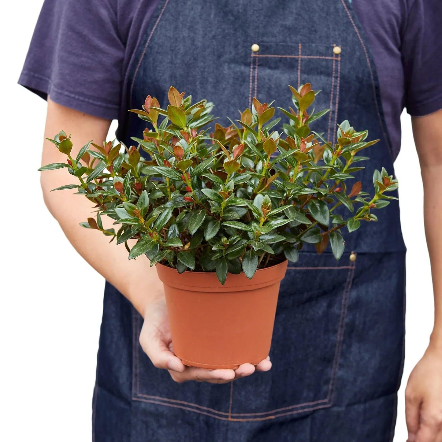 Nematanthus 'Black Gold Fish' | Live Plant for Indoor & Outdoor | for Living Room, Office, Bathroom | (4" Pot)