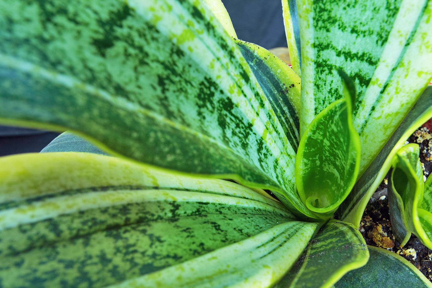 DirectPlants, Snake Plant, 3 Gallon, Vipers Bowstring Hemp, Sansevieria Trifasciata, Real Live Plant, Indoor/Outdoor,