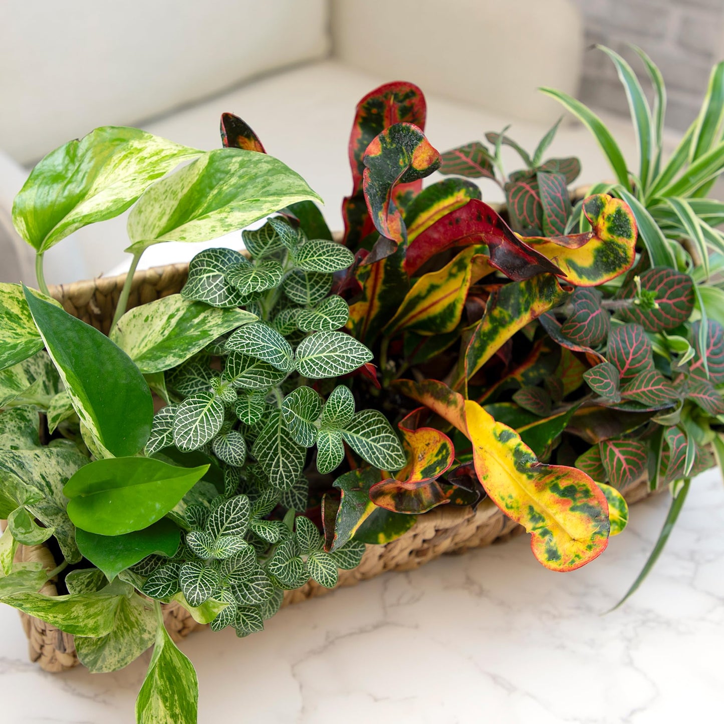 Easy to Grow Houseplants (24 Pack) Live House Plants in Plant Containers, Growers Choice Plant Set in Planters with Potting Soil Mix, Home Décor Planting Kit or Outdoor Garden Gifts by Plants for Pets