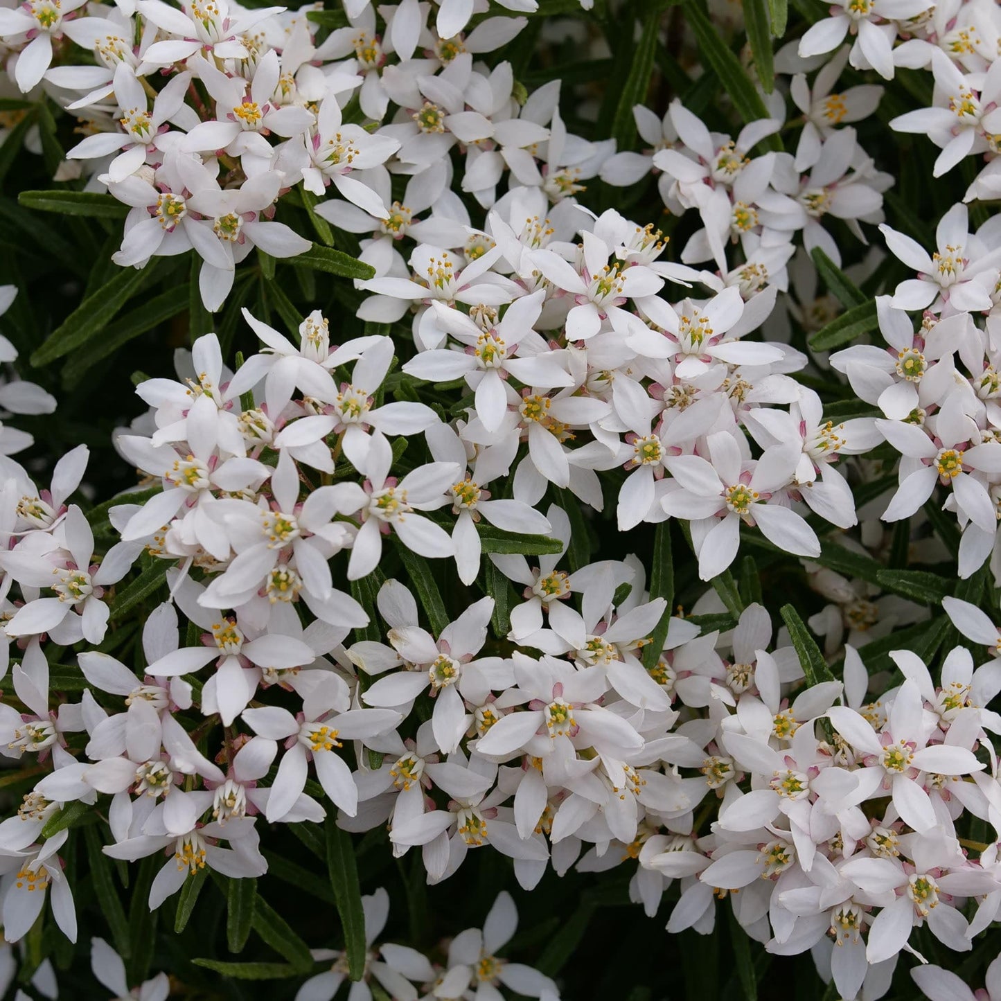 Proven Winners Pinball Blizzard Mexican Orange (Choisya x dewitteana) Live Plant, 4.5" Qt